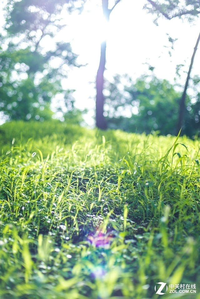 北京園林頤和園的花草樹木