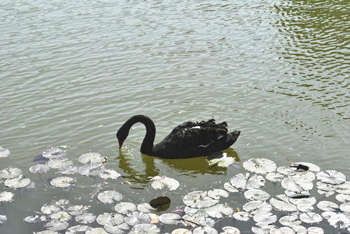 中國(guó)風(fēng)景園林網(wǎng)考察世界花卉大觀園